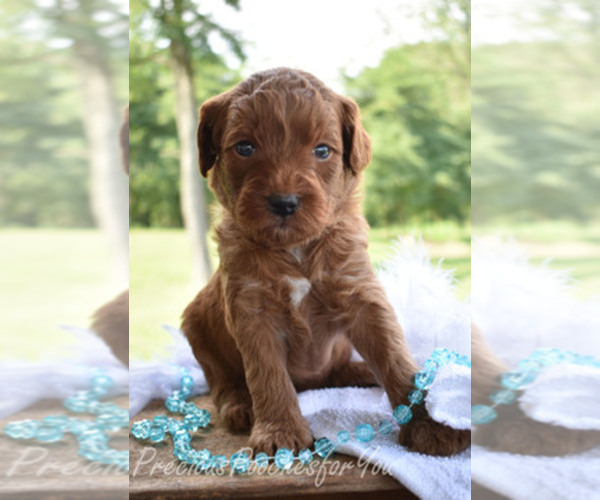 Medium Photo #1  Breeder Profile in SALEM, OH, USA