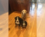 Small #26 Breeder Profile image