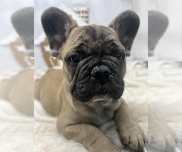Medium Photo #18  Breeder Profile in PENN VALLEY, CA, USA