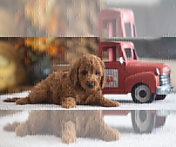 Medium Photo #7  Breeder Profile in HALTOM CITY, TX, USA