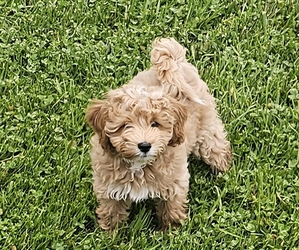 Goldendoodle-Poodle (Toy) Mix Dog Breeder near GOSHEN, IN, USA