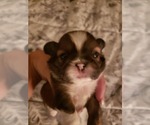 Small Photo #19  Breeder Profile in WESLEY CHAPEL, FL, USA