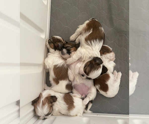 Medium Photo #13  Breeder Profile in HILLSBOROUGH, NJ, USA