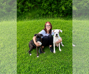 Boxer Dog Breeder near MOREHEAD, KY, USA
