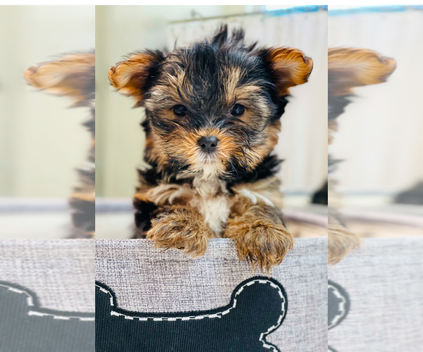 Medium Photo #12  Breeder Profile in FRESNO, CA, USA