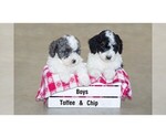 Small breeder photo