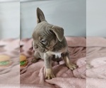 Small #16 Breeder Profile image