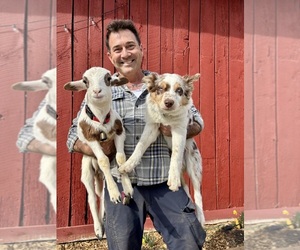 Border Collie Dog Breeder near MARYVILLE, TN, USA