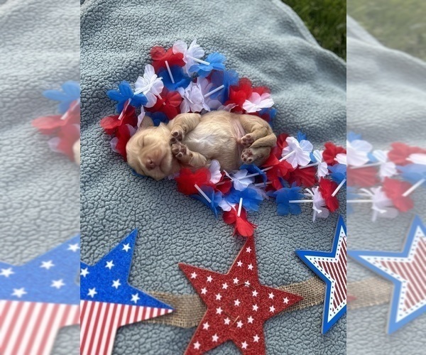 Medium Photo #1  Breeder Profile in MORELAND, GA, USA