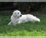 Small Photo #70  Breeder Profile in NORTHWOOD, OH, USA
