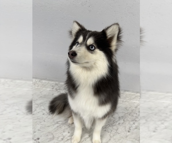 Medium Photo #13  Breeder Profile in CAVE CREEK, AZ, USA