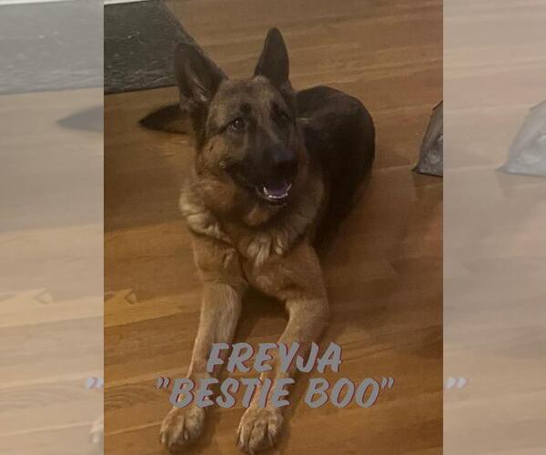 Medium Photo #21  Breeder Profile in NEWNAN, GA, USA