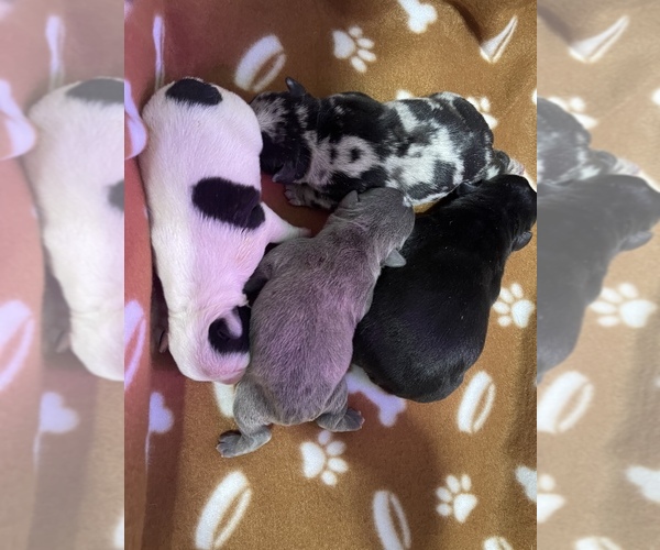 Medium Photo #1  Breeder Profile in MARLBOROUGH, MA, USA