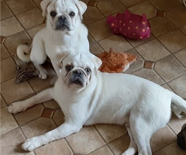 Medium Photo #2  Breeder Profile in MIDDLETOWN, PA, USA