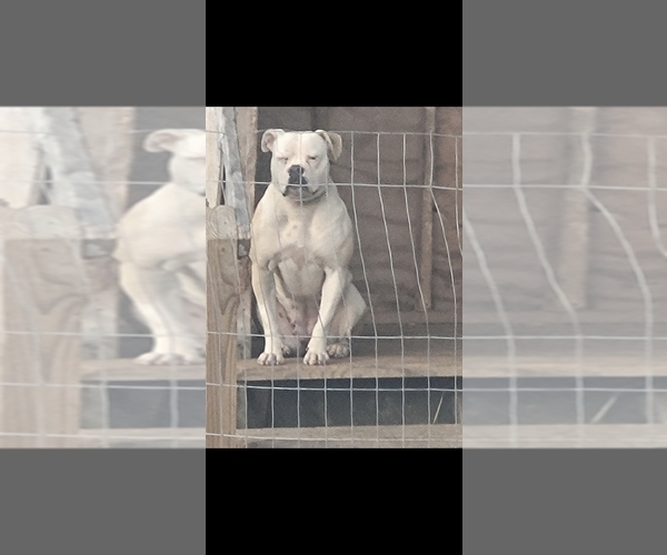 Medium Photo #8  Breeder Profile in JASPER, GA, USA