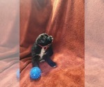 Small #10 Breeder Profile image