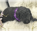 Small #4 Breeder Profile image
