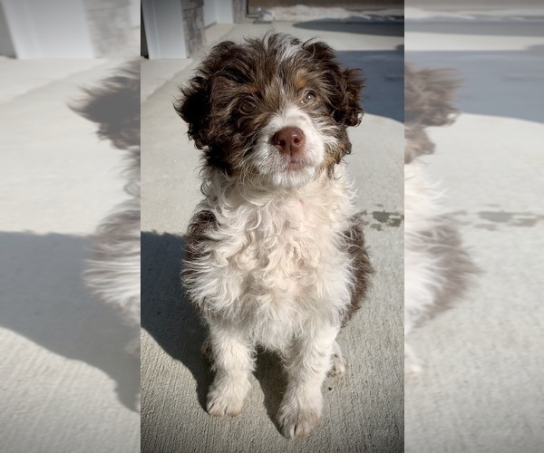 Medium Photo #2  Breeder Profile in ARTHUR, IL, USA
