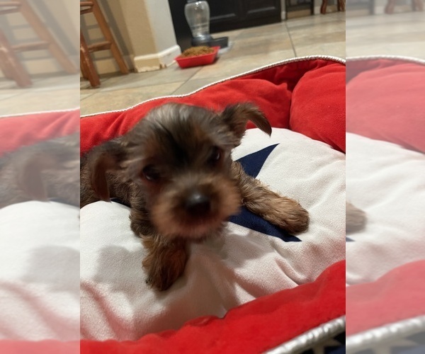 Medium Photo #3  Breeder Profile in RANCHO CORDOVA, CA, USA