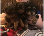 Small #12 Breeder Profile image