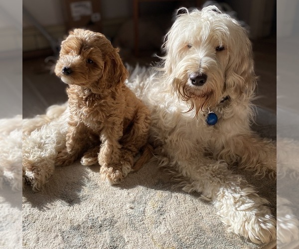Medium Photo #1  Breeder Profile in NEWMARKET, NH, USA