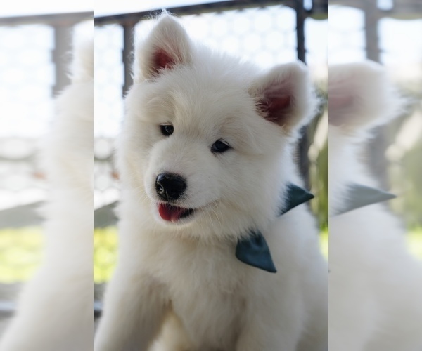Medium Photo #4  Breeder Profile in MYRTLE BEACH, SC, USA