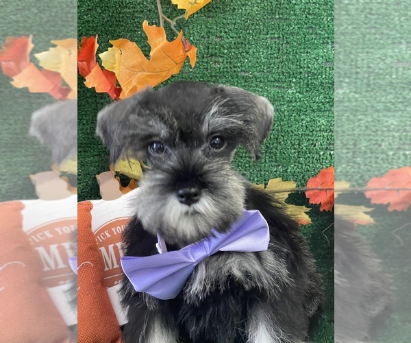 Medium Photo #1  Breeder Profile in FORT PIERCE, FL, USA