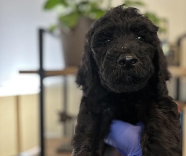 Medium Photo #6  Breeder Profile in JACKSONVILLE, FL, USA
