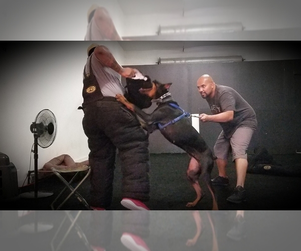 Medium Photo #1  Breeder Profile in HENDERSON, NV, USA