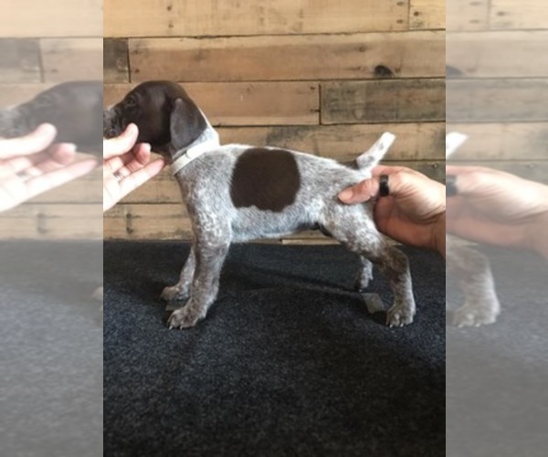 Medium Photo #1  Breeder Profile in KEARNEYSVILLE, WV, USA