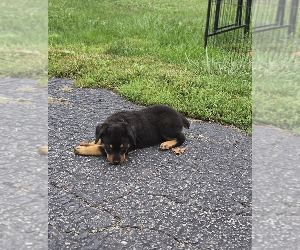Medium Photo #1  Breeder Profile in WARREN, OH, USA