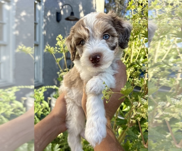 Medium Photo #1  Breeder Profile in SAN JUAN CAPISTRANO, CA, USA