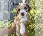 Small breeder photo