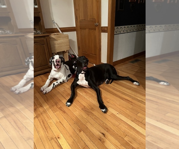Medium Photo #1  Breeder Profile in YADKINVILLE, NC, USA