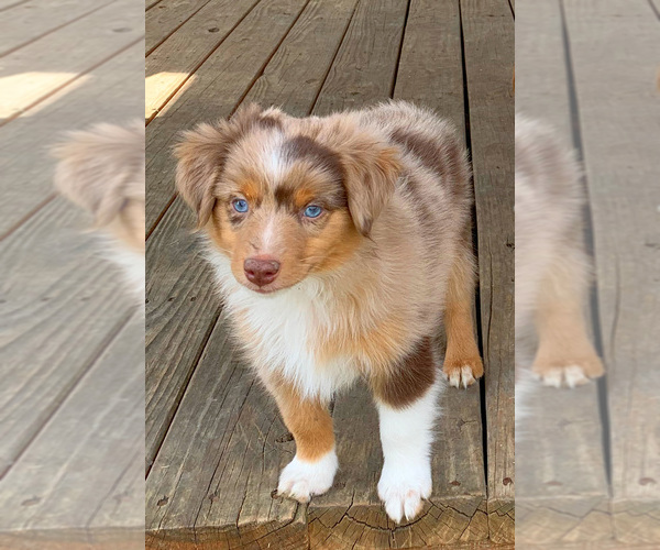 Medium Photo #1  Breeder Profile in VENUS, TX, USA