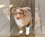 Small breeder photo