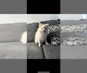 Pomeranian Dog Breeder near MANCHESTER, NH, USA