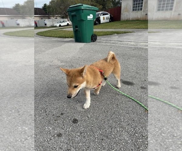 Medium Photo #7  Breeder Profile in MIAMI, FL, USA