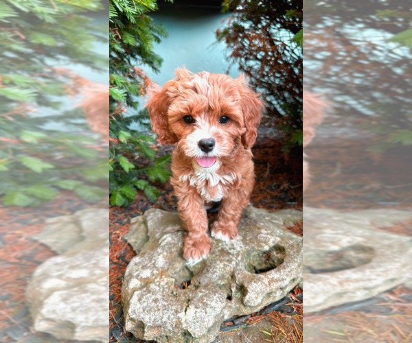 Medium Photo #1  Breeder Profile in GARDNER, KS, USA