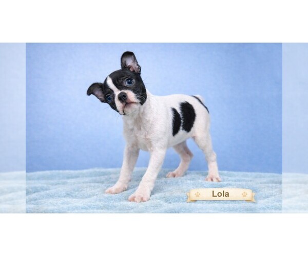 Medium Photo #17  Breeder Profile in CLARE, MI, USA