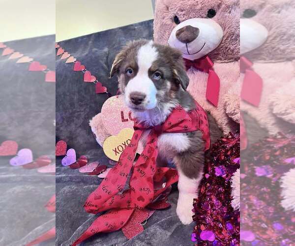 Medium Photo #22  Breeder Profile in HARRISON, OH, USA