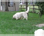 Small Photo #102  Breeder Profile in NORTHWOOD, OH, USA