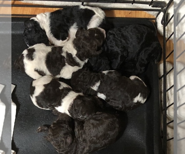 Medium Photo #1  Breeder Profile in CLINTWOOD, VA, USA