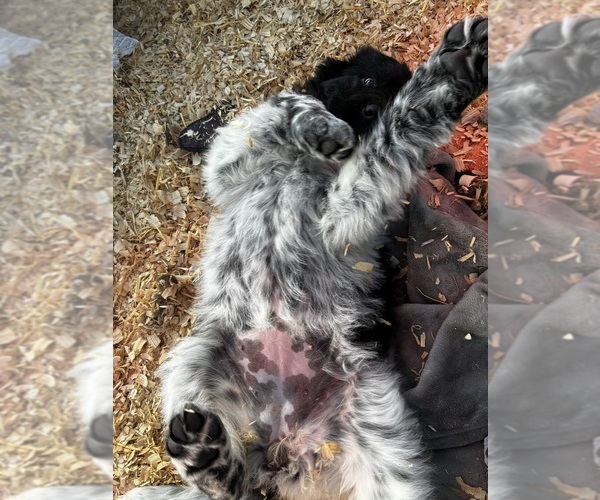 Medium Photo #4  Breeder Profile in SAXTONS RIVER, VT, USA