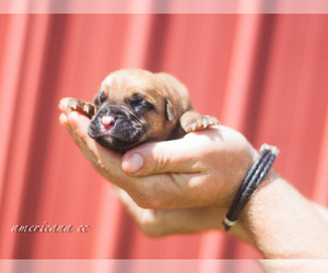 Cane Corso Dog Breeder near CABLE, OH, USA