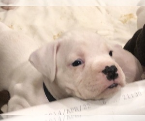 Main photo of Boxer Dog Breeder near BELVEDERE, GA, USA