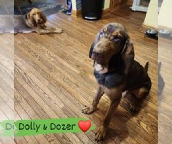 Medium Photo #1  Breeder Profile in MANSFIELD, OH, USA