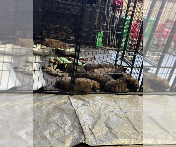 Medium Photo #1  Breeder Profile in KOKOMO, IN, USA