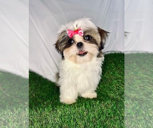 Shih Tzu Dog Breeder near BULLHEAD CITY, AZ, USA