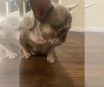 Small breeder photo